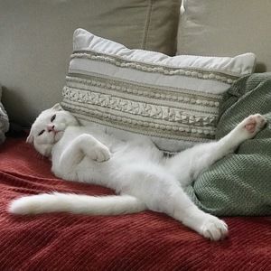 Meet your Posher, Patricia